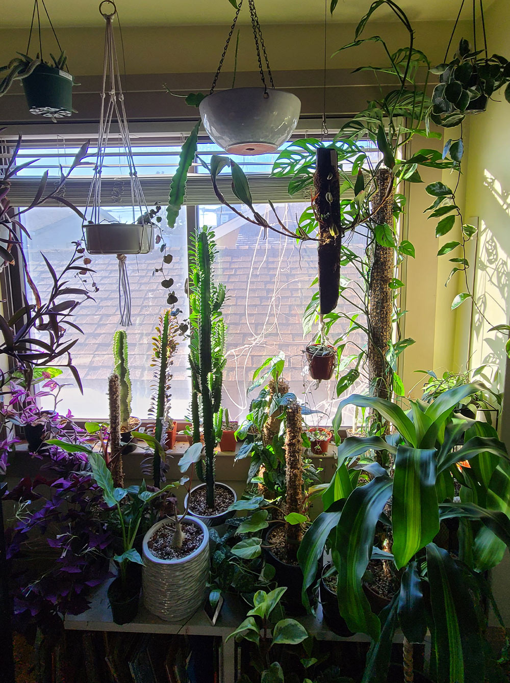room-full-of-plants