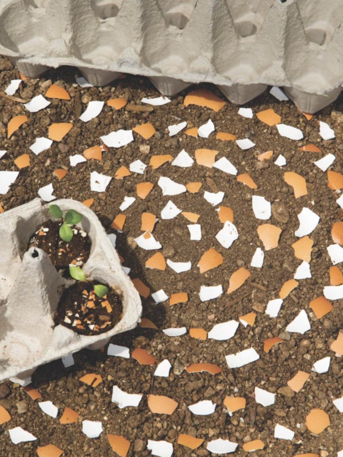 eggshells-in-spiral-for-compost