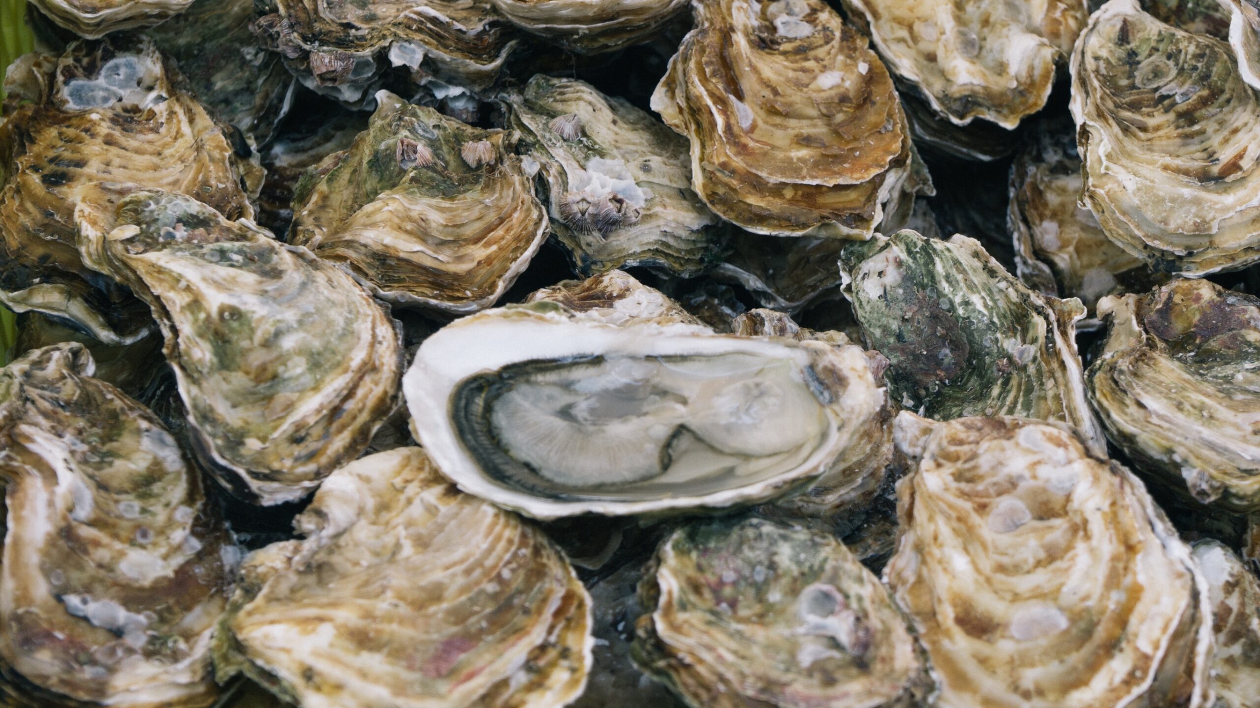 How Oysters Became a Source of Economic Freedom for Emancipated Black Folks