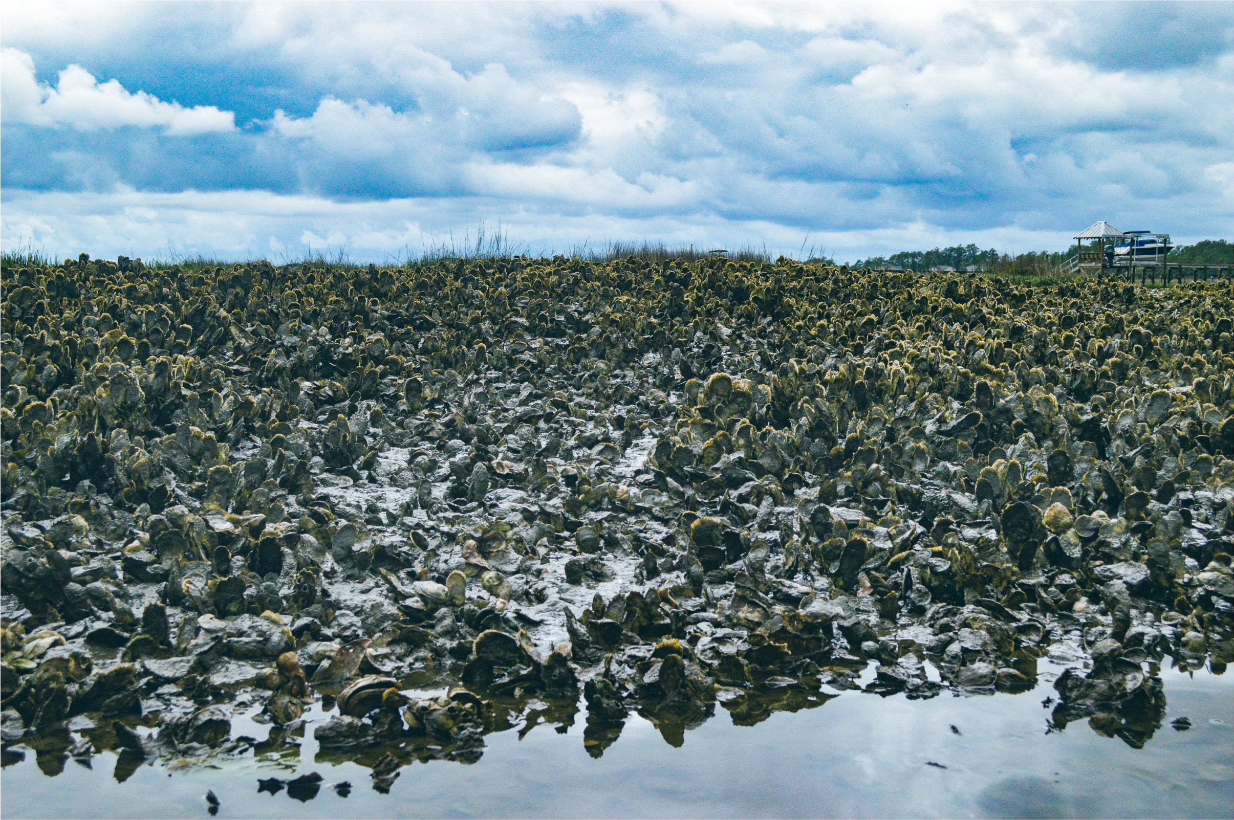 oysters-on-shore