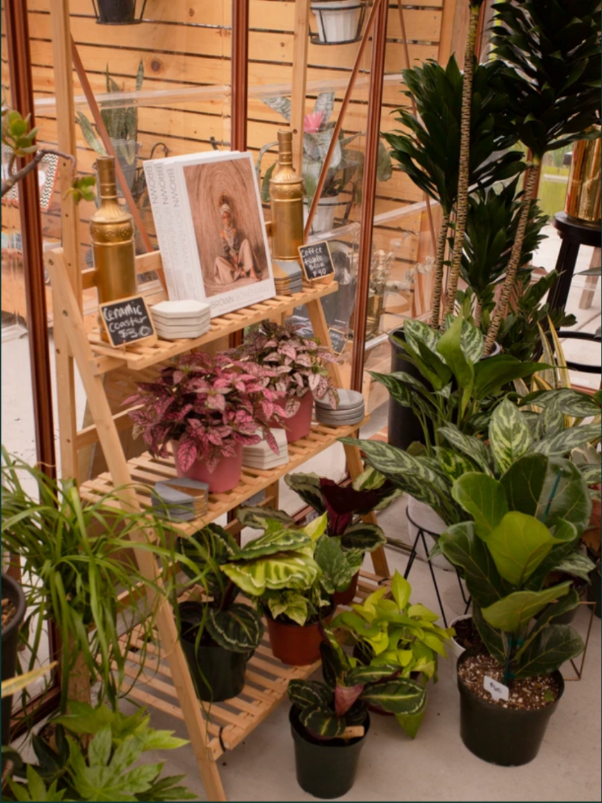 plants-by-shelf