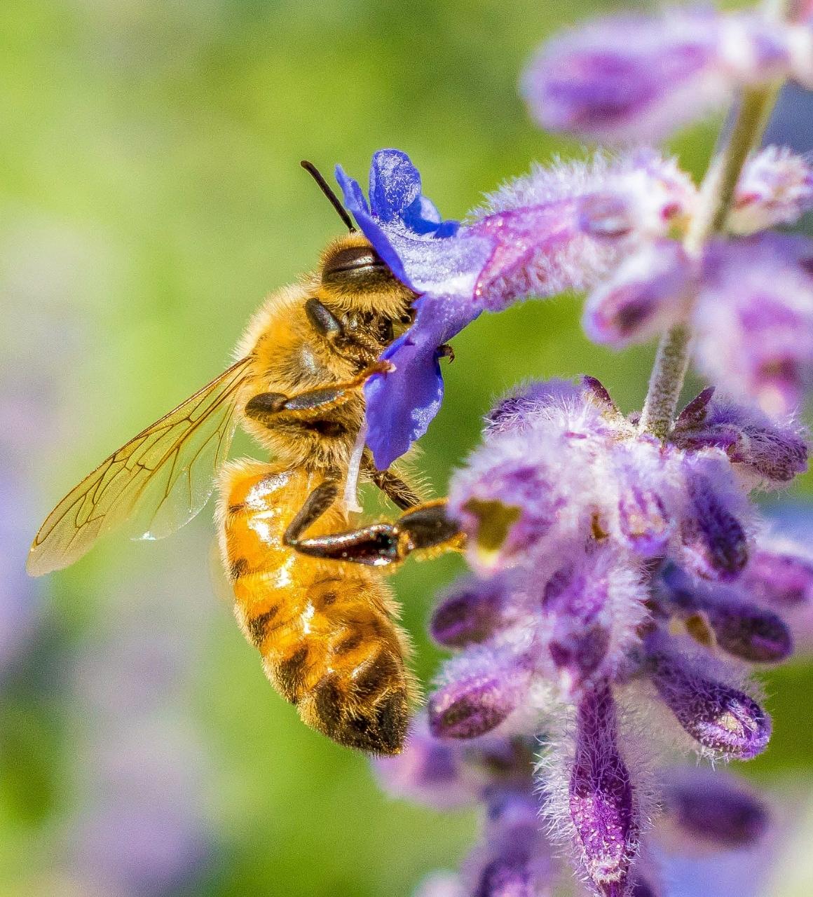 Black Beekeepers Are Reclaiming Their Relationship With the Land