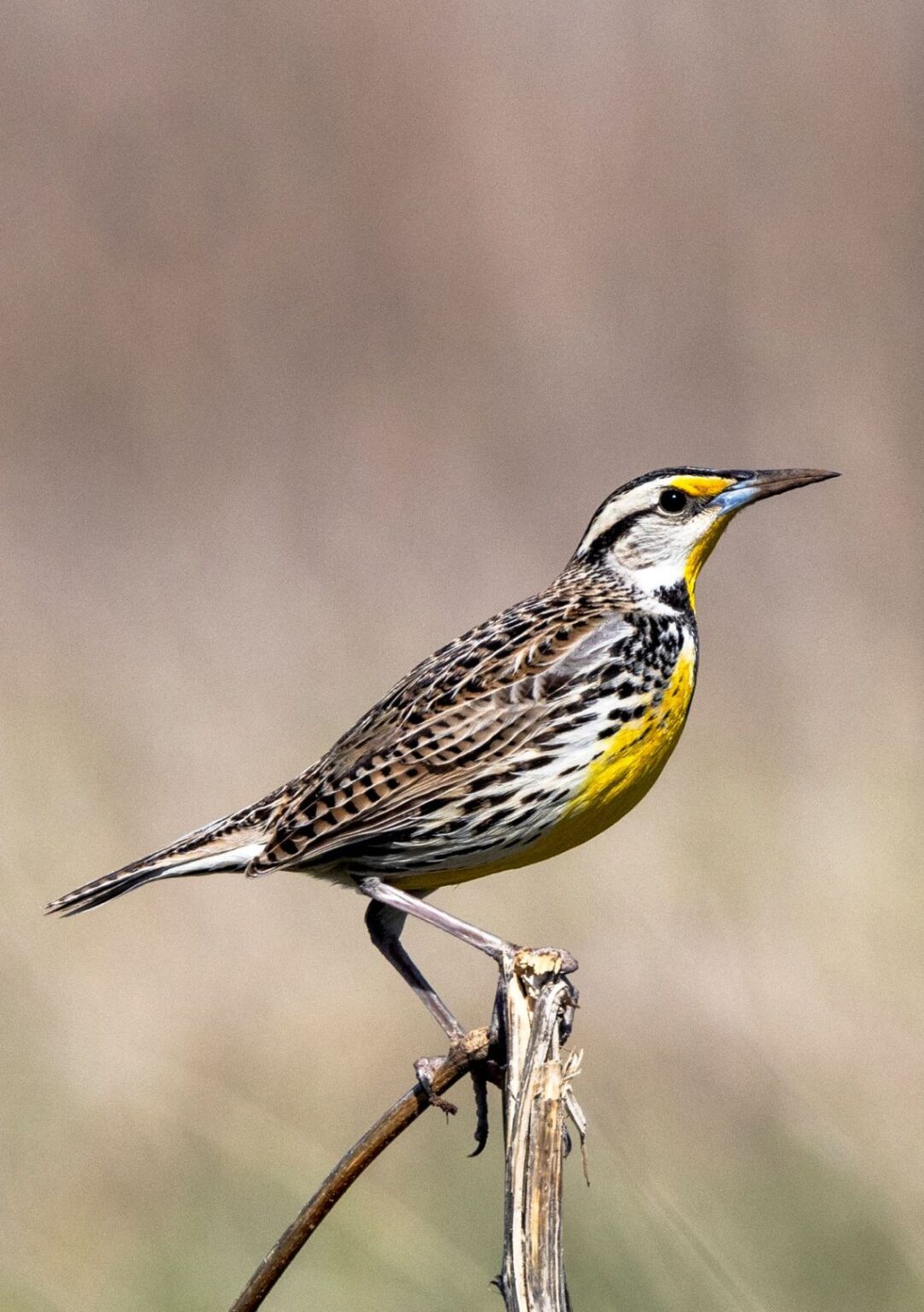 Twenty-two Tips For Aspiring Black Birders - Earth In Color