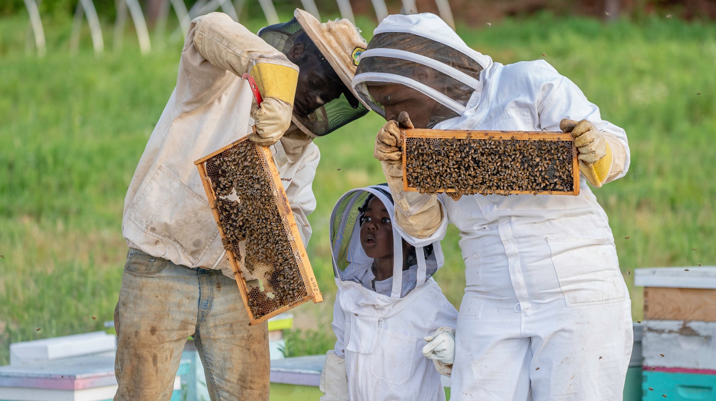 How Bees and Black Folks Have a History of Working Together