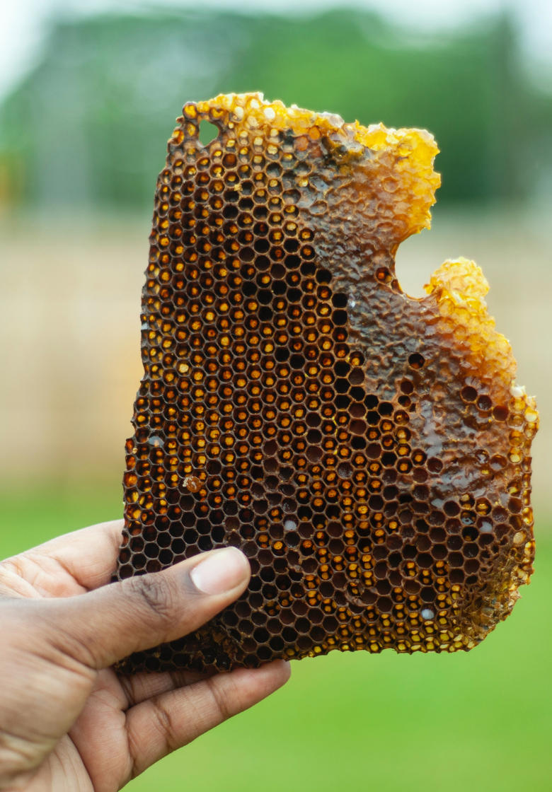 Black Beekeepers Are Reclaiming Their Relationship With the Land