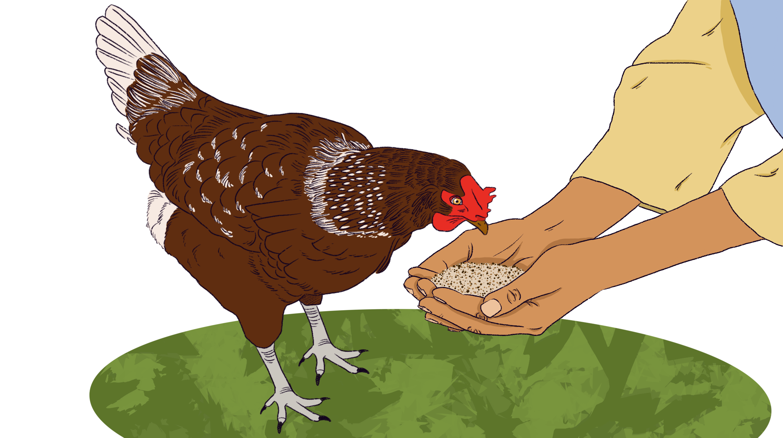 Spot illustration of a a person hand feeding a chicken in the grass. October 2022