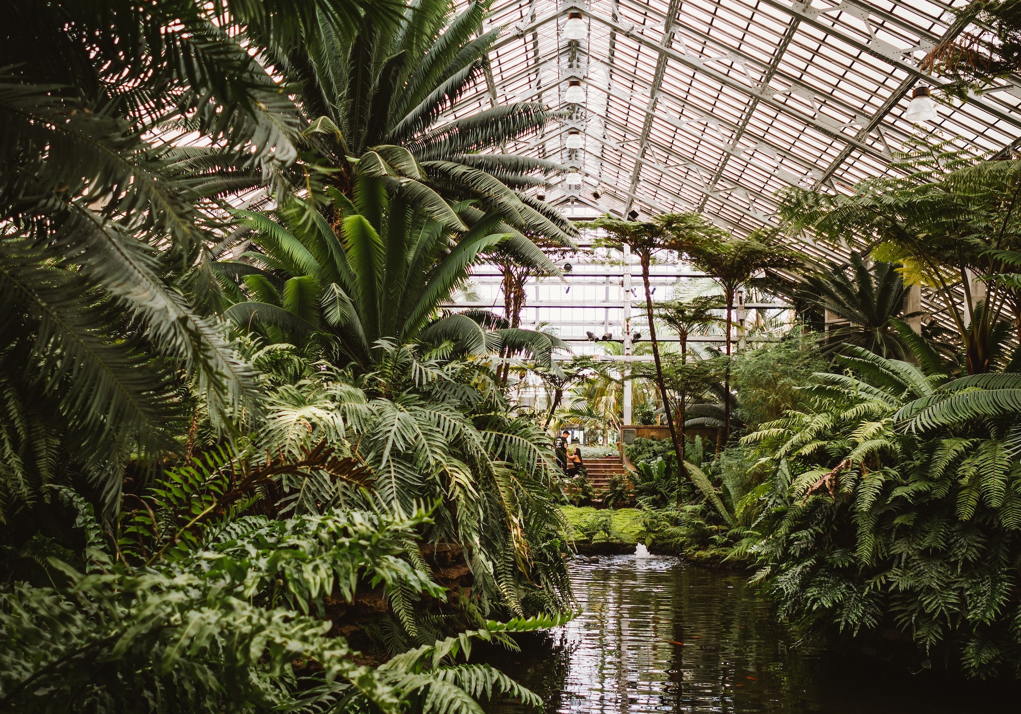 Inside view of a conservatory greenhouse with palms, ferns, and a pond. Feb. 2023