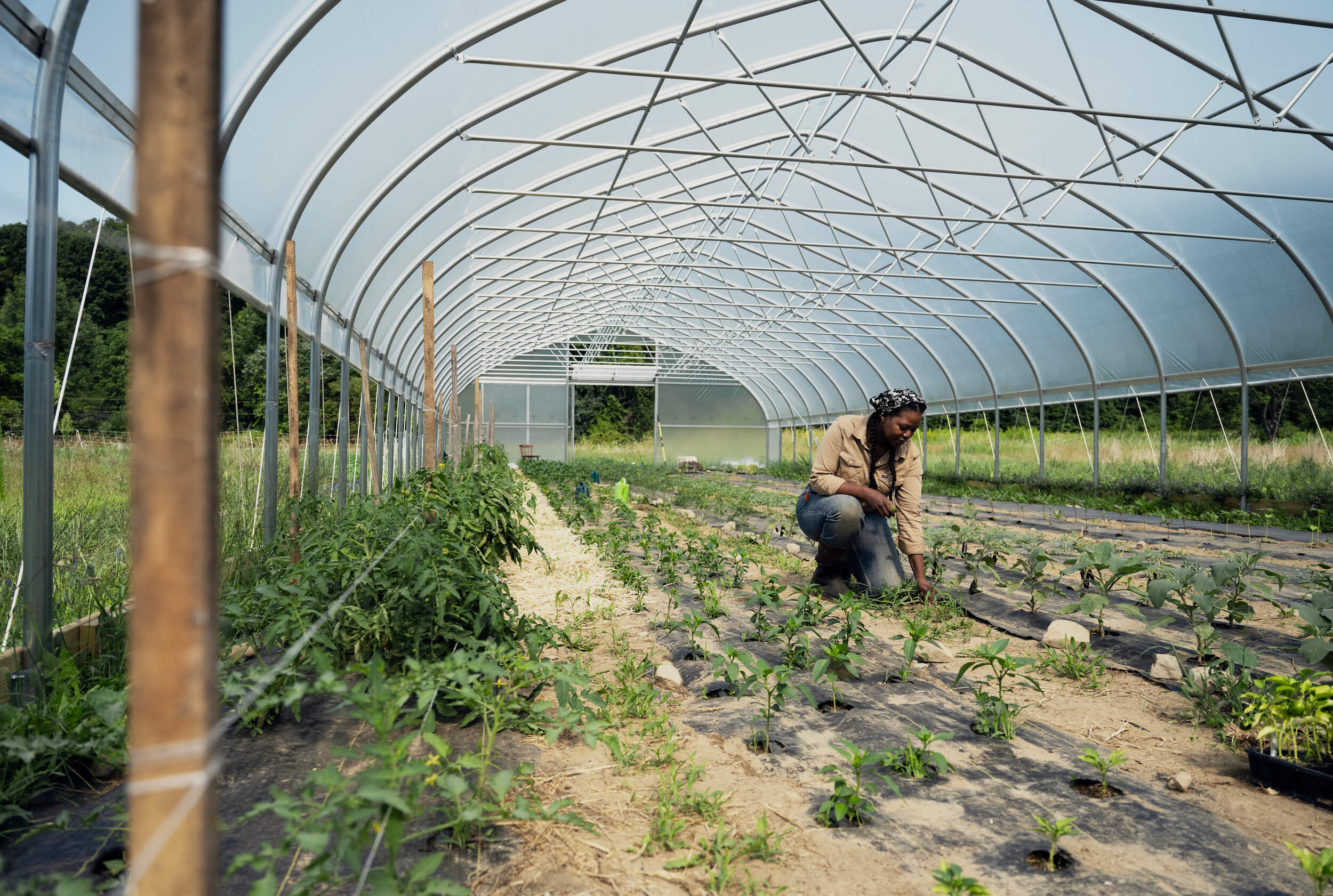 Ashanti Williams, a Black farmer in Upstate New York tends to her vegetables in a hoop house. 