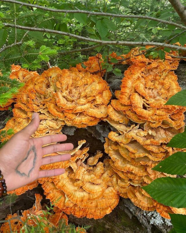 The air is crisp, the leaves are falling, the sweaters are sweatering. It’s peak autumn! Swipe for 🍁🧑🏾‍🌾🍄🎃——Slide 1: Photo of a Black person’s hand gesturing to a group of vibrant orange chicken of the woods mushrooms. (Photo credit: @hella_organic)Slide 2: Photo of a Black person in an all-white outfit with her back facing us and her arms extended as she walks across a sandstone formation in Nevada’s Valley of Fire state park. (Photo credit: @sofearlyss)Slide 3: Photo of a table in a greenhouse covered in squash of various sizes and colors. (Photo credit: @sarah_greenridge).Slide 4: Photo of a Black person wearing a blue beanie and jacket and laying on their back on top of a pile of greens. They are smiling and holding one pumpkin in each hand. (Photo credit: @sundanceharvest)Slide 5: Photo of a Black person’s hand holding a pomegranate that’s been broken open. (Photo credit: @krystalcmack)Slide 6: Photo of landscape of rolling hills around a body of water in the middle of fall, so the changing leaves have made the hills appear to be an orange-red color. The hiking boots and legs of the photographer are partially visible in the foreground of the image. (Photo credit: @elieoutside)